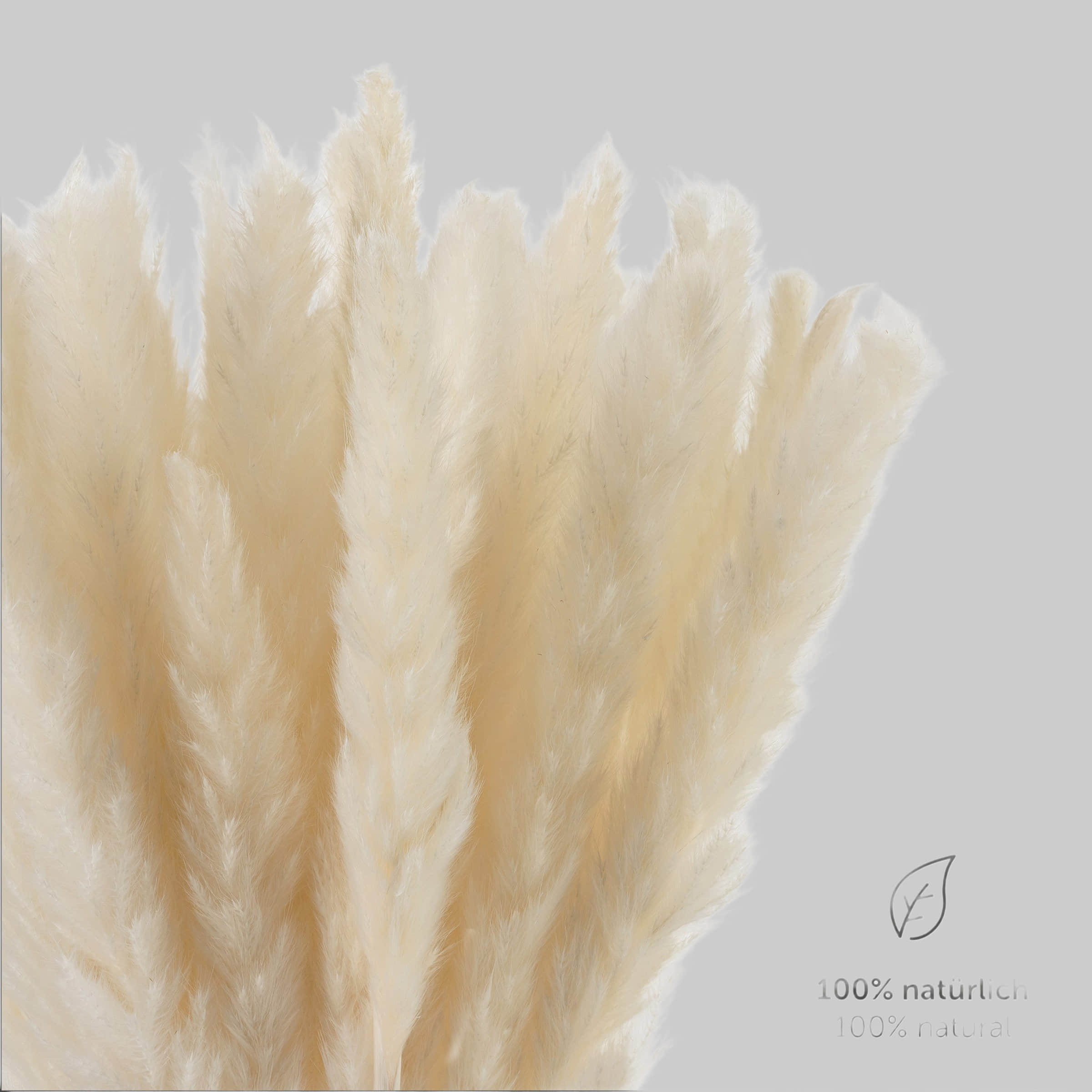 Dekoration Blumtal Blumtal Premium Pampasgras | Natürliche Trockenblumen (58-60cm) – Boho Deko für Vasen | 30/50/100 Stück | Langlebige Zimmerpflanzen Alternative Weiß