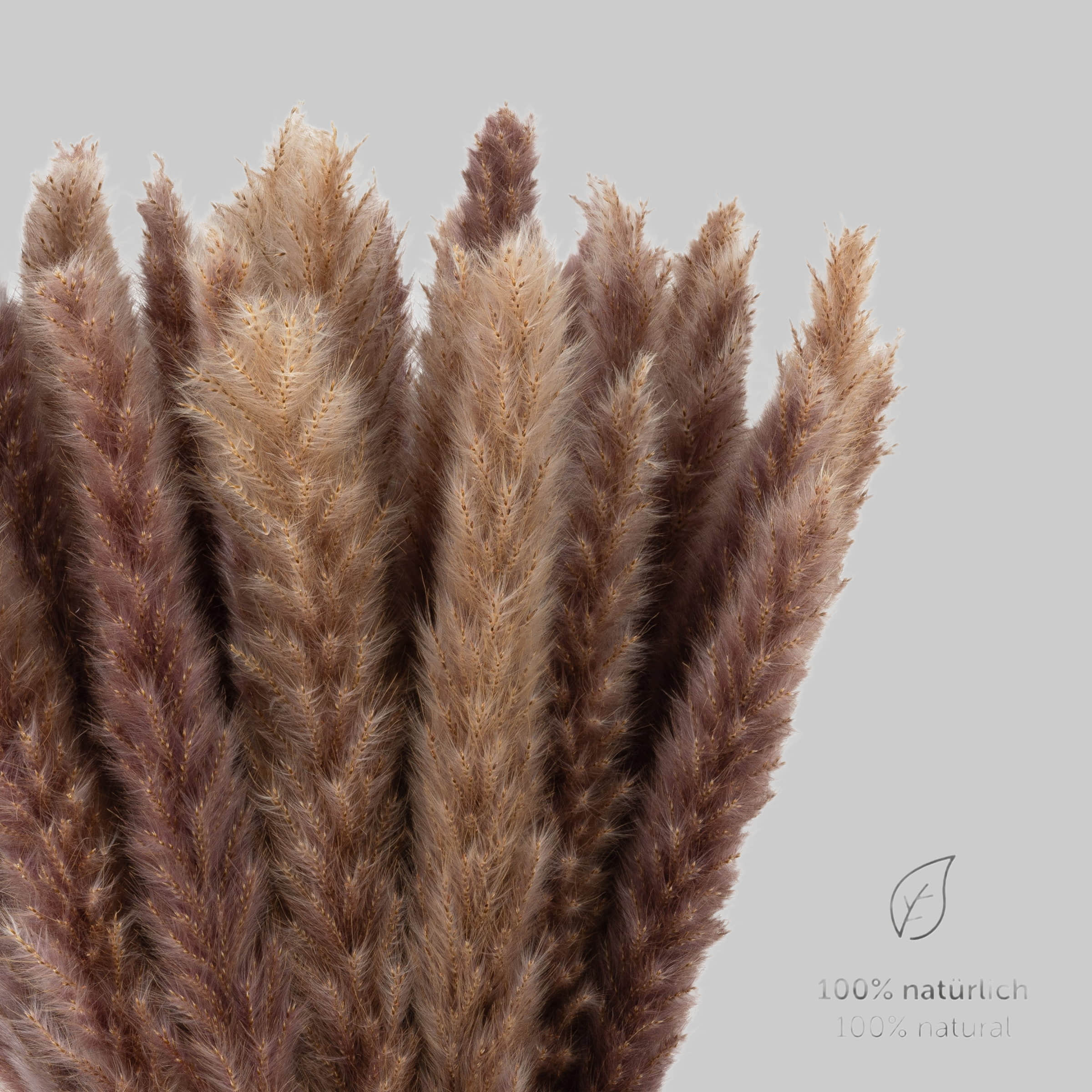 Dekoration Blumtal Blumtal Premium Pampasgras | Natürliche Trockenblumen (58-60cm) – Boho Deko für Vasen | 30/50/100 Stück | Langlebige Zimmerpflanzen Alternative Naturbraun