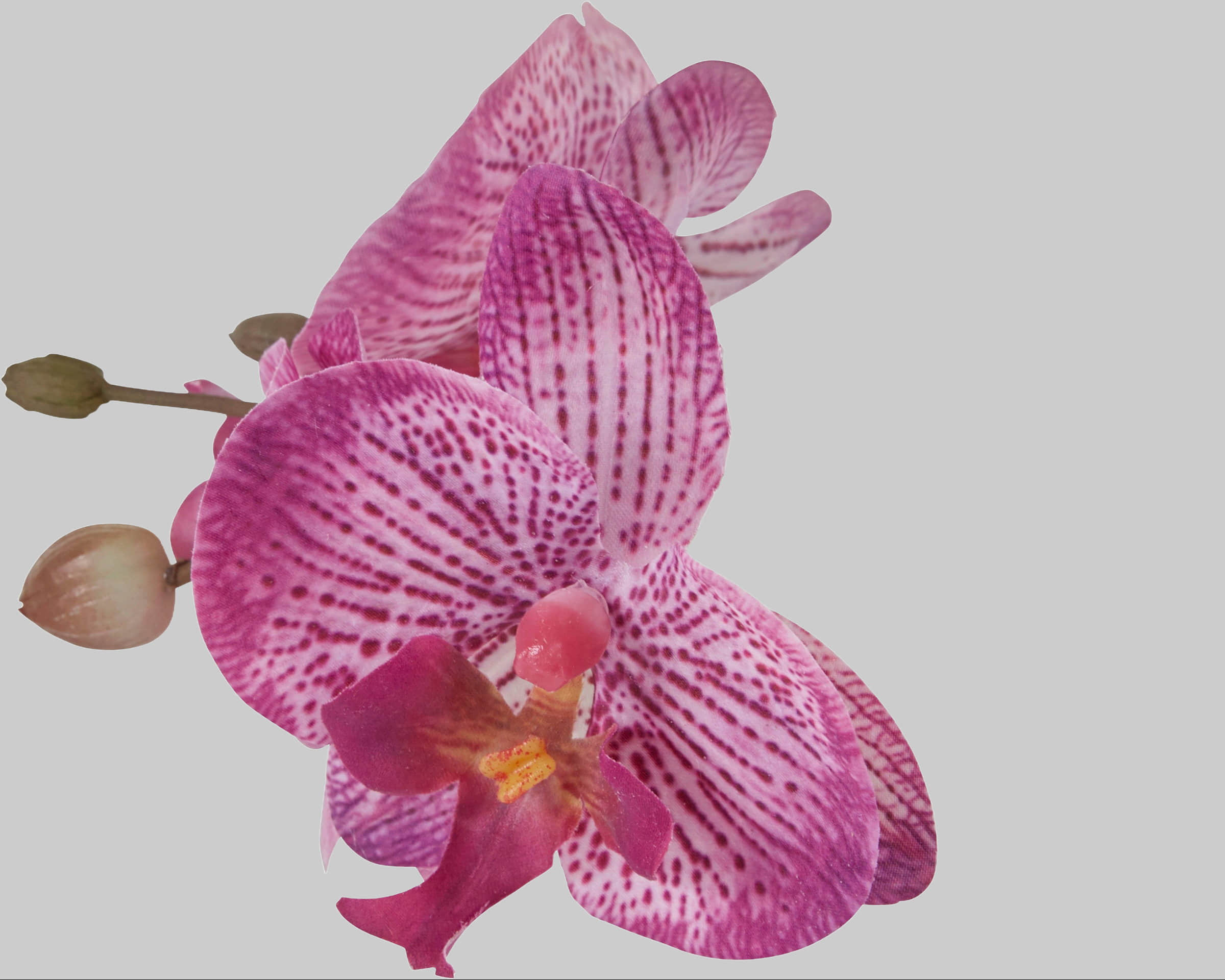 Home affaire Dekoration Home affaire Premium Artificial Orchid Plant - 55cm Tall Realistic Purple Silk Orchid in Decorative Silver Pot for Home & Office Decor lila