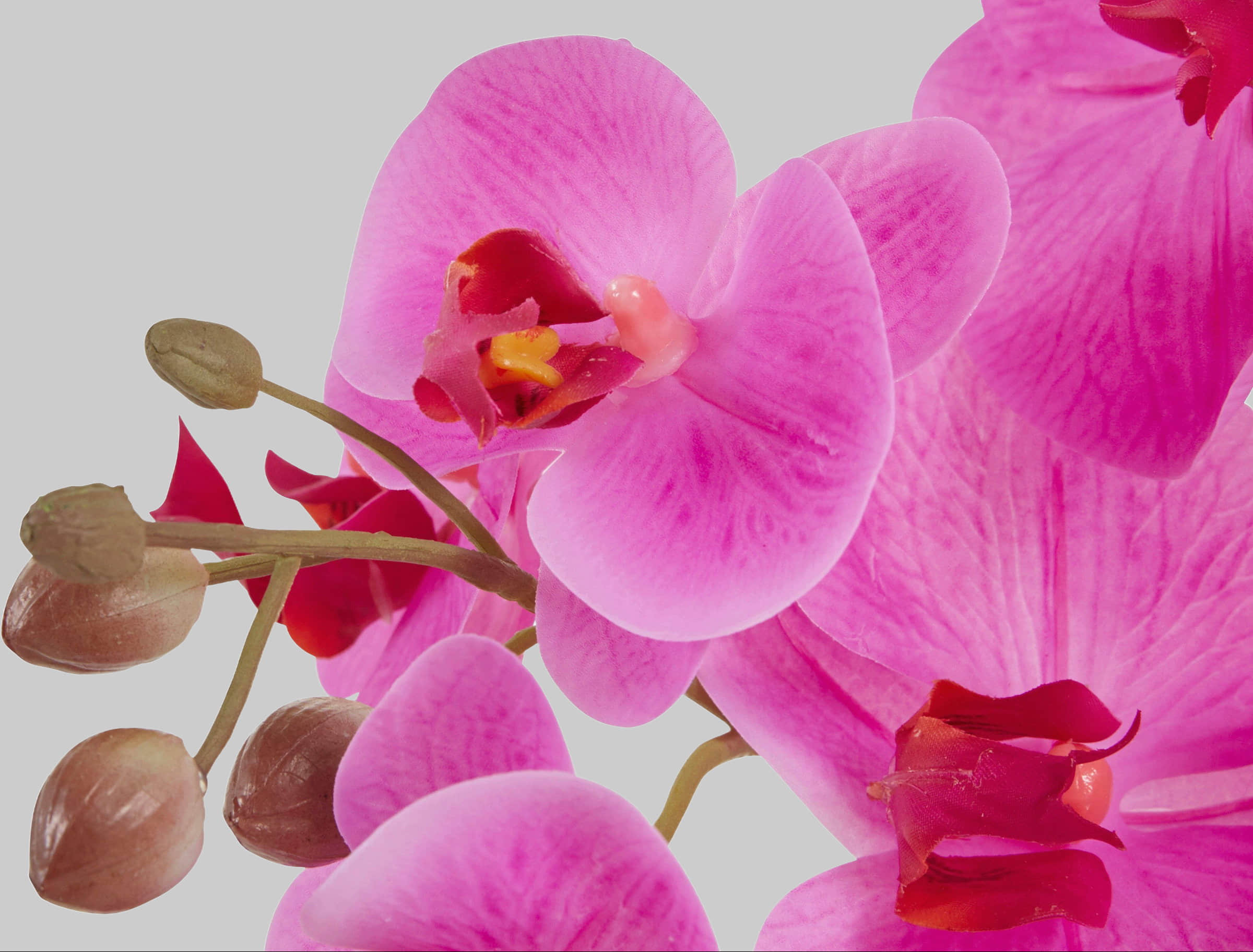Leonique Kunstpflanze 'Orchidee' 55 cm - Kunstorchidee im Keramiktopf (silber-weiß) | Bestseller mit 2500+ 4,5-Sterne-Bewertungen lila/goldf Leonique Dekoration