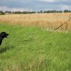 Activity4Dogs Premium Nylon-Hundeleine Anti-Slip | 2,8m 4-fach verstellbar | Für mittelgroße & große Hunde | Rutschfester Griff | Wasserdicht | Made in Germany braun Activity4Dogs Tierbedarf