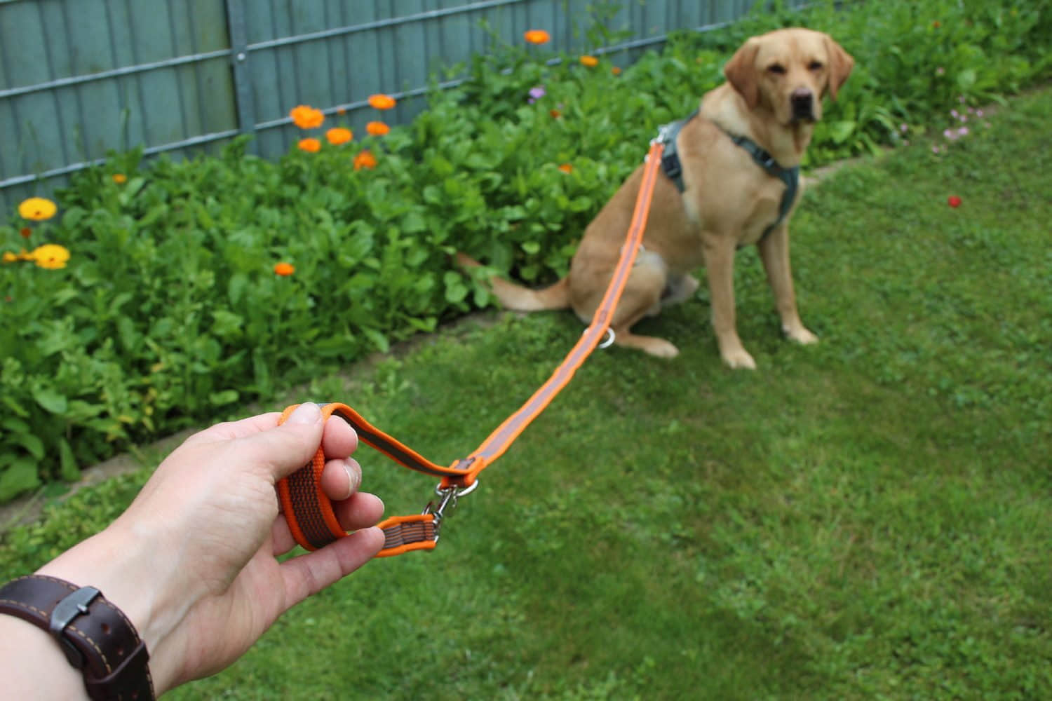 Activity4Dogs Tierbedarf Activity4Dogs Premium Nylon-Hundeleine Anti-Slip | 2,8m 4-fach verstellbar | Für mittelgroße & große Hunde | Rutschfester Griff | Wasserdicht | Made in Germany orange