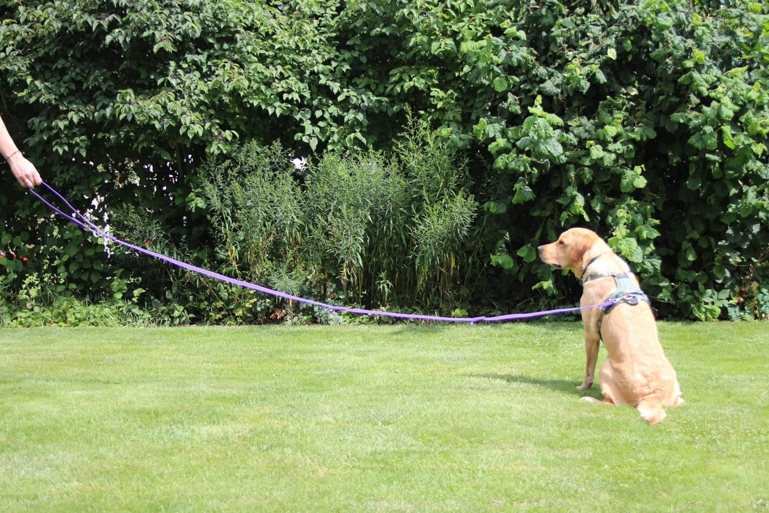 Activity4Dogs Premium Nylon-Hundeleine Anti-Slip | 2,8m 4-fach verstellbar | Für mittelgroße & große Hunde | Rutschfester Griff | Wasserdicht | Made in Germany lila Activity4Dogs Tierbedarf