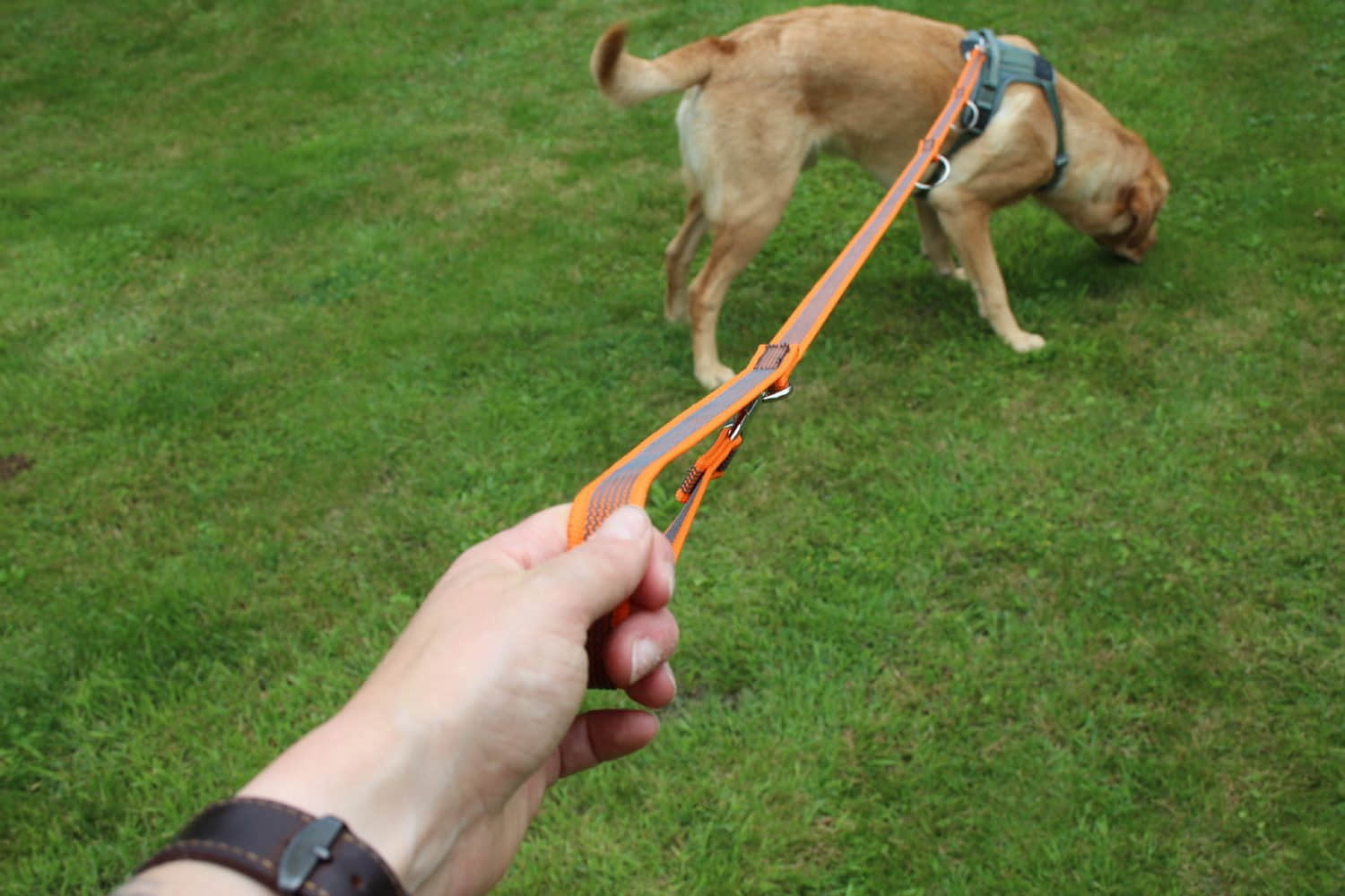 Activity4Dogs Tierbedarf Activity4Dogs Premium Nylon-Hundeleine Anti-Slip | 2,8m 4-fach verstellbar | Für mittelgroße & große Hunde | Rutschfester Griff | Wasserdicht | Made in Germany orange