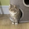 PawHut Premium Katzenkratzbaum 70 cm | 3-Ebenen Design mit Sisal, Plüschhöhle & Plattformen | Grauer Katzenbaum für aktive Samtpfoten Grau PawHut Tierbedarf