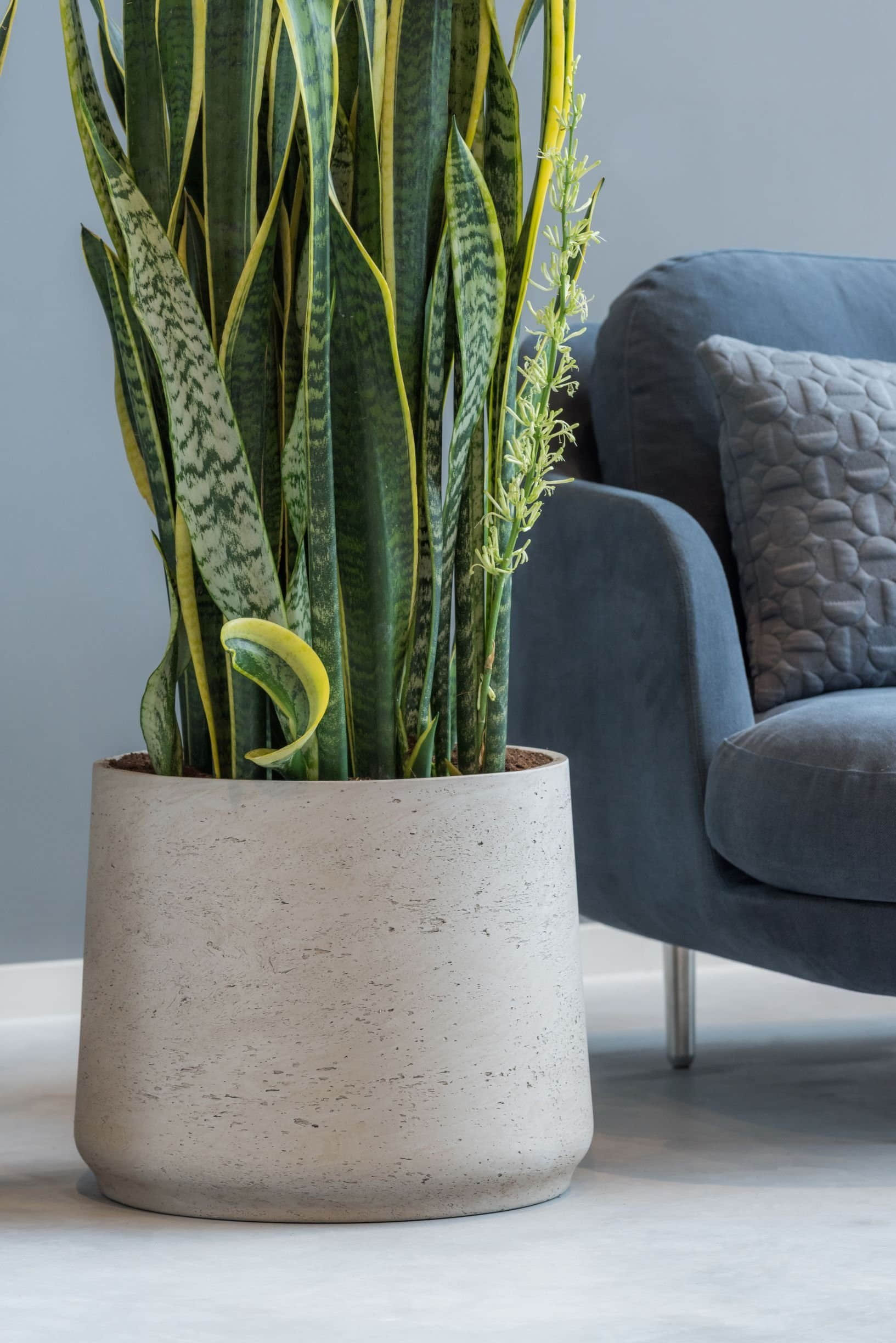 finestgreen Garten & Balkon finestgreen Pflanzkübel 'Patt' Grey Wasched | Handgefertigtes Pflanzgefäß | Frost- & UV-beständig | Für Innen & Außen Grau