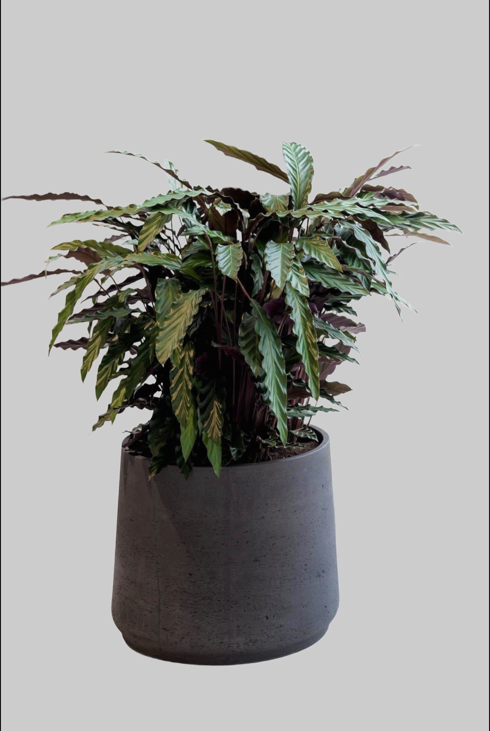 Garten & Balkon finestgreen finestgreen Pflanzkübel 'Patt' Grey Wasched | Handgefertigtes Pflanzgefäß | Frost- & UV-beständig | Für Innen & Außen Schwarz